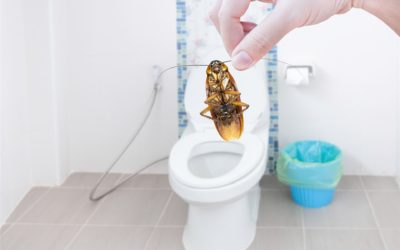 Schützen Sie Ihr Badezimmer vor Insekten